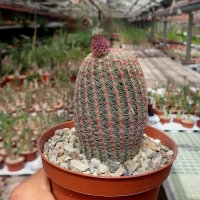 Echinocereus rigidissimus ssp. rubrispinus L 088