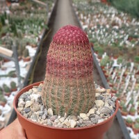 Echinocereus rigidissimus ssp. rubrispinus L 088