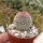 Echinocereus rigidissimus ssp. rubrispinus L 088