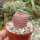 Echinocereus rigidissimus ssp. rubrispinus L 088
