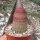 Echinocereus rigidissimus ssp. rubrispinus L 088