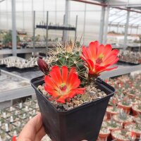 Echinocereus roemeri (dw)