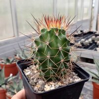 Echinocereus roemeri (dw)
