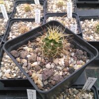 Echinocereus roemeri (dw)
