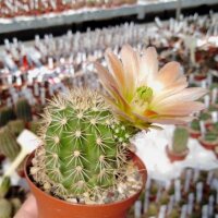 Echinocereus X roetteri