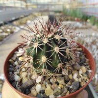 Echinocereus X roetteri