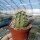 Echinocereus X roetteri