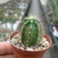 Echinocereus salm-dyckianus cv. Orange Blüte