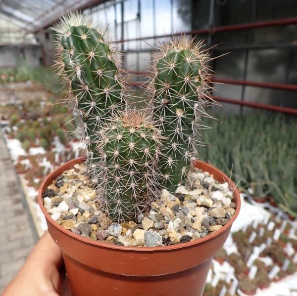 Echinocereus sanpedroensis