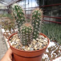 Echinocereus sanpedroensis