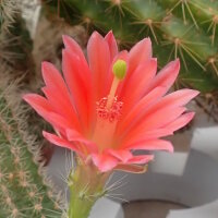Echinocereus sanpedroensis