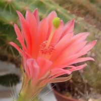 Echinocereus sanpedroensis