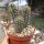 Echinocereus sanpedroensis