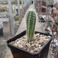 Echinocereus sanpedroensis PG 180