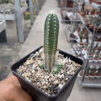Echinocereus sanpedroensis PG 180
