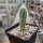 Echinocereus sanpedroensis PG 180