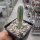 Echinocereus sanpedroensis PG 180