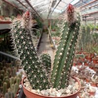 Echinocereus sanpedroensis Ri 0263