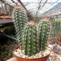 Echinocereus sanpedroensis Ri 0263