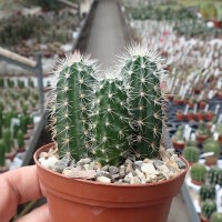 Echinocereus sanpedroensis Ri 0263