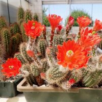 Echinocereus sanpedroensis Ri 0263