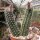 Echinocereus sanpedroensis Ri 0263
