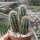 Echinocereus sanpedroensis Ri 0263