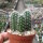 Echinocereus sanpedroensis Ri 0263