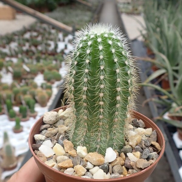 Echinocereus scheeri HNT 101.92