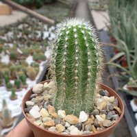 Echinocereus scheeri HNT 101.92