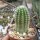 Echinocereus scheeri HNT 101.92