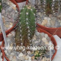 Echinocereus scheeri La Bufa, Chih.