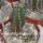 Echinocereus scheeri La Bufa, Chih.