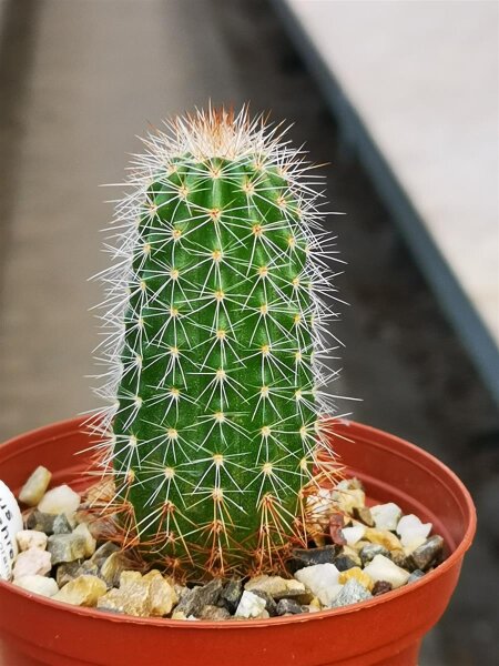 Echinocereus scheeri v. koehresianus