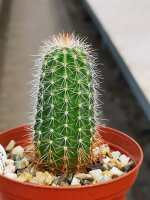 Echinocereus scheeri v. koehresianus