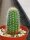 Echinocereus scheeri v. koehresianus