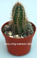 Echinocereus scheeri v. obscuriensis L 091