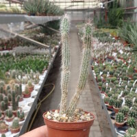 Echinocereus schmollii CITES, not outside EU
