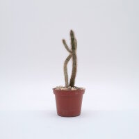 Echinocereus schmollii CITES, not outside EU