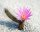 Echinocereus schmollii CITES, not outside EU