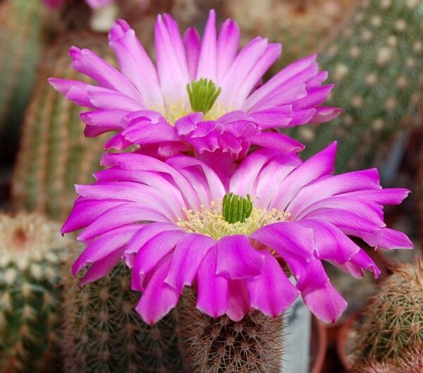 Echinocereus sciurus ssp. floresii