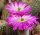 Echinocereus sciurus ssp. floresii