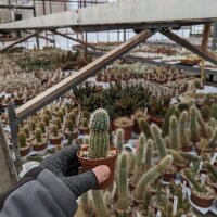 Echinocereus sciurus ssp. floresii MAO-0139