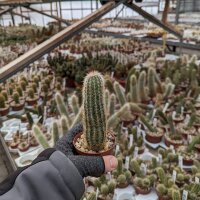 Echinocereus sciurus ssp. floresii MAO-0139