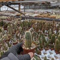 Echinocereus sciurus ssp. floresii MAO-0139