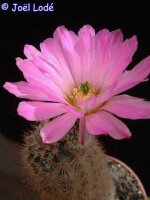 Echinocereus scopulorum
