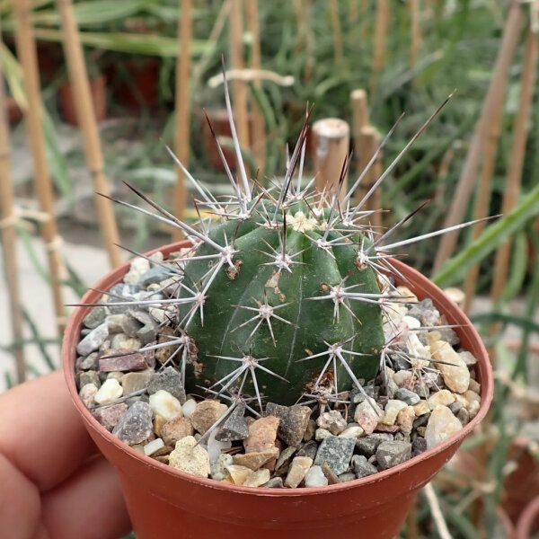 Echinocereus spec. P 300