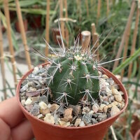 Echinocereus spec. P 300