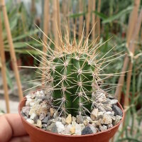 Echinocereus spec. P 300