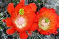 Echinocereus spec. P 300